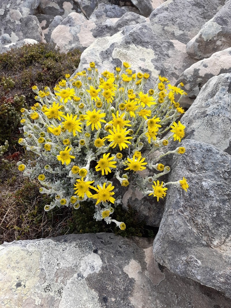 Senecio falklandicus