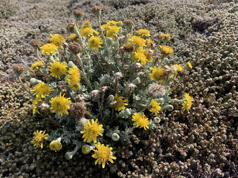 Senecio falklandicus photo 2