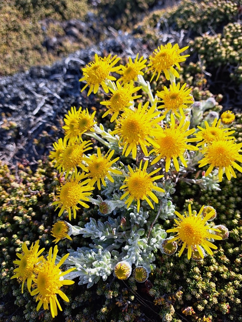 Senecio falklandicus photo 3