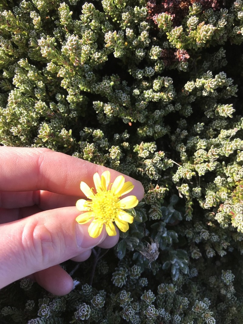 Senecio falklandicus photo 4