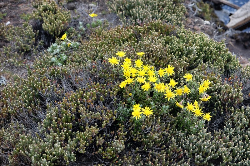 Senecio falklandicus photo 5