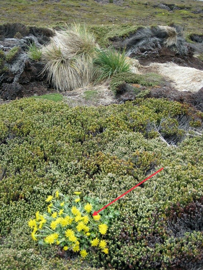 Senecio falklandicus photo 6