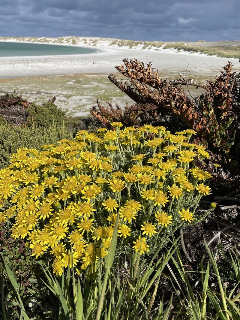 Senecio falklandicus photo 7