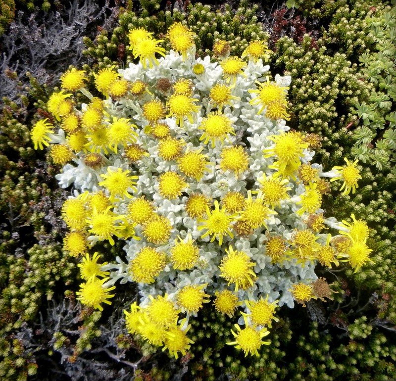 Senecio falklandicus photo 8