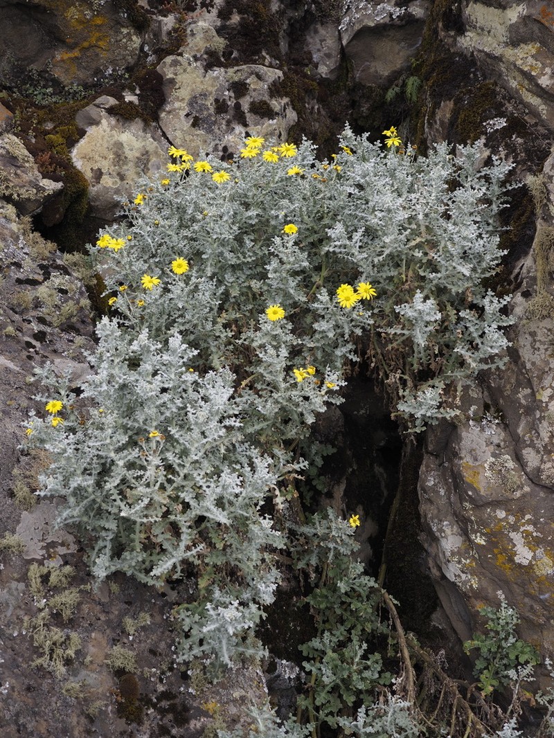 Senecio farinaceus