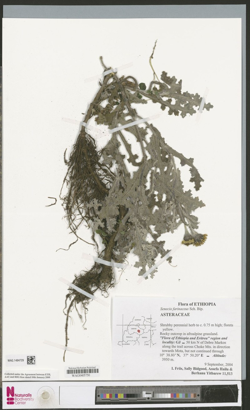 Senecio farinaceus photo 2