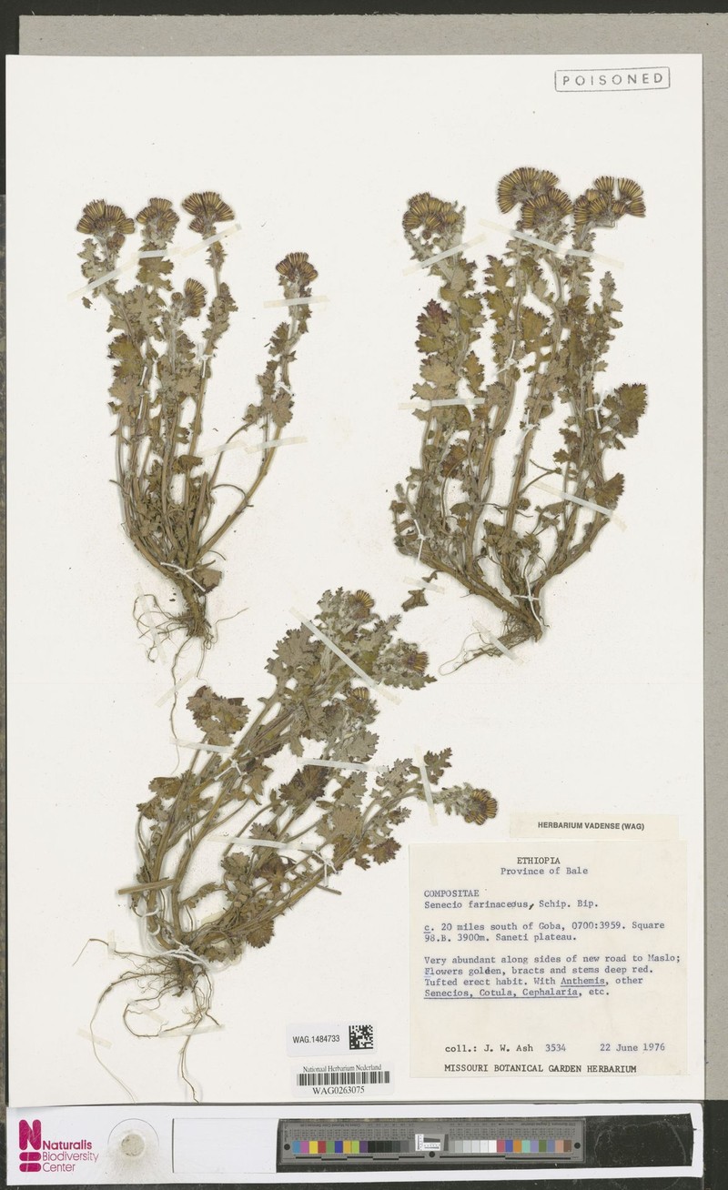 Senecio farinaceus photo 3