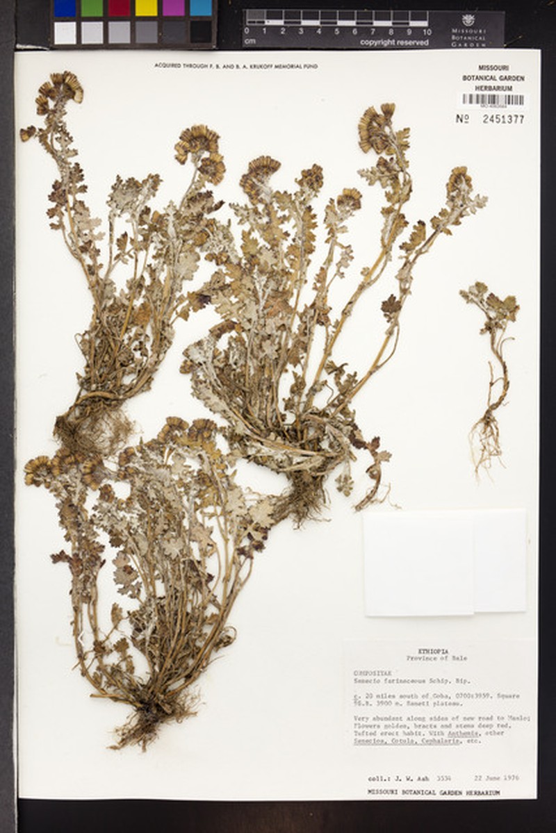 Senecio farinaceus photo 4