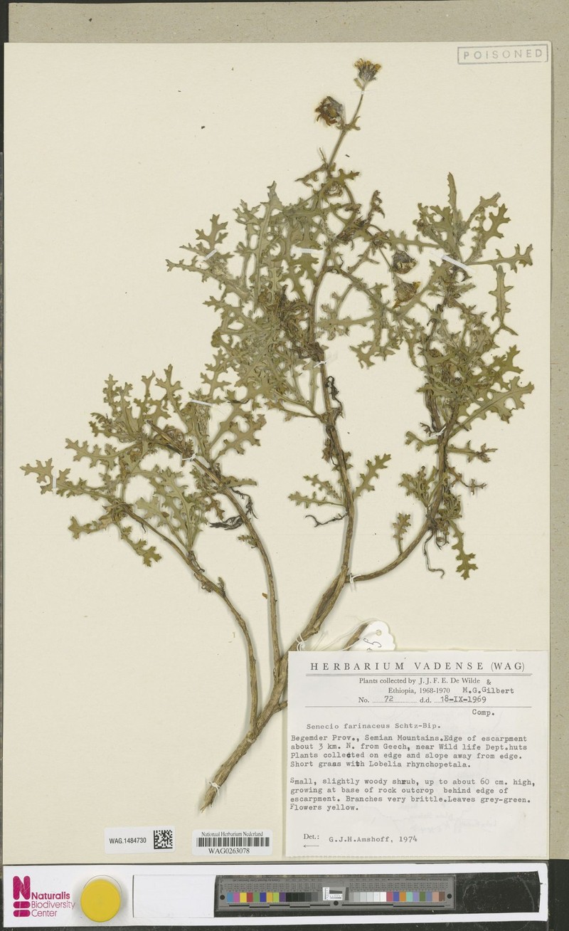 Senecio farinaceus photo 5