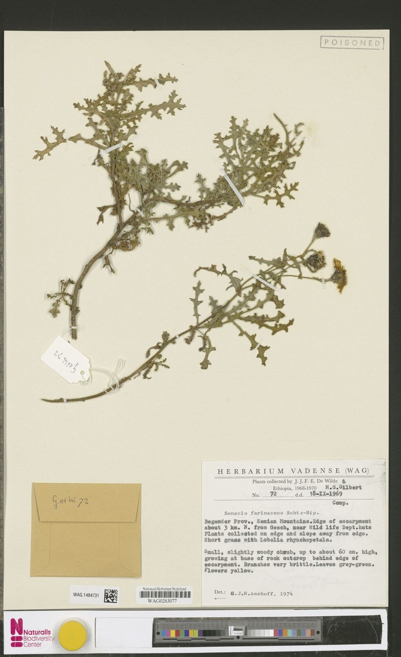 Senecio farinaceus photo 6