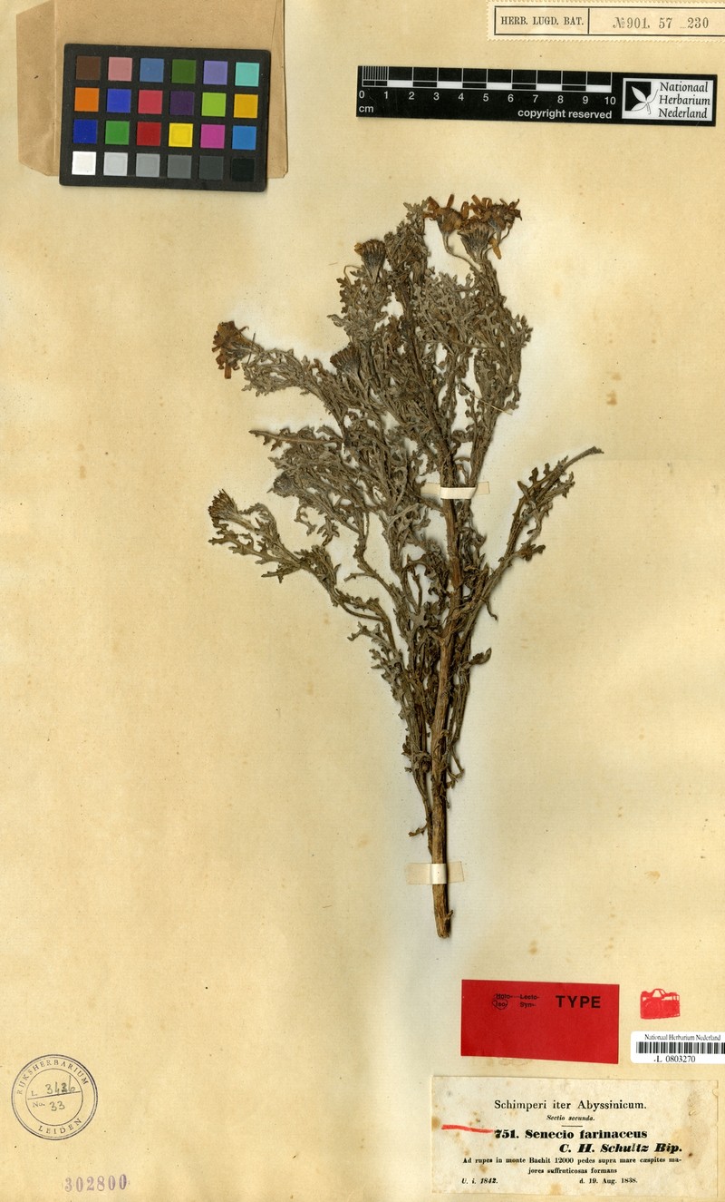 Senecio farinaceus photo 7