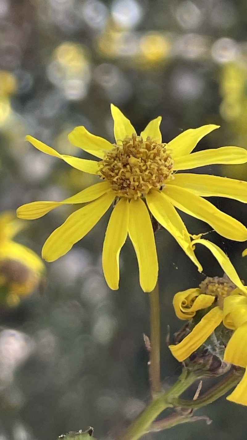 Senecio farinifer