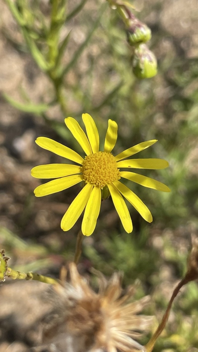 Senecio farinifer photo 2