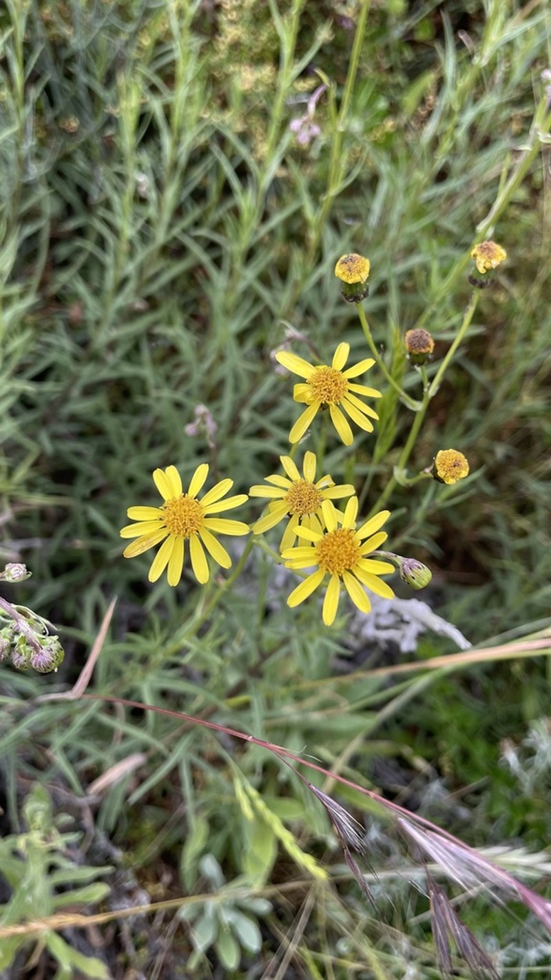 Senecio farinifer photo 3