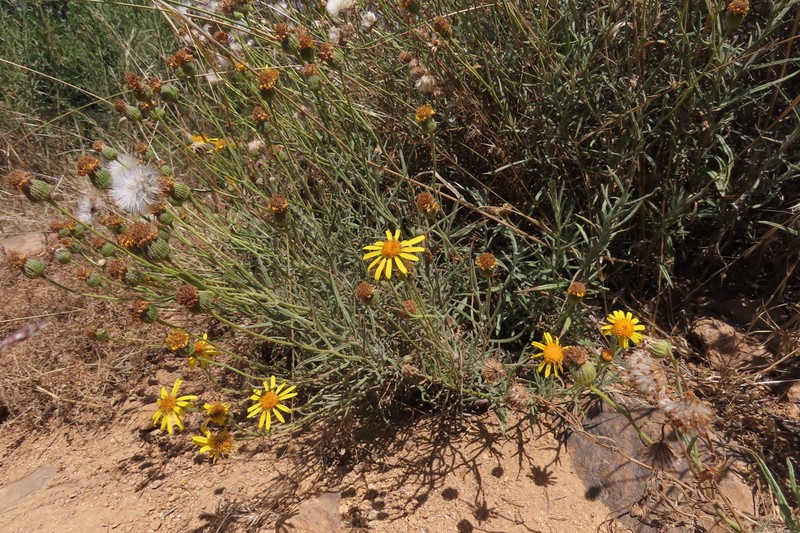 Senecio farinifer photo 4