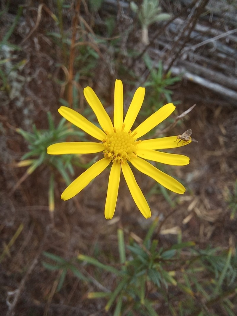 Senecio farinifer photo 5