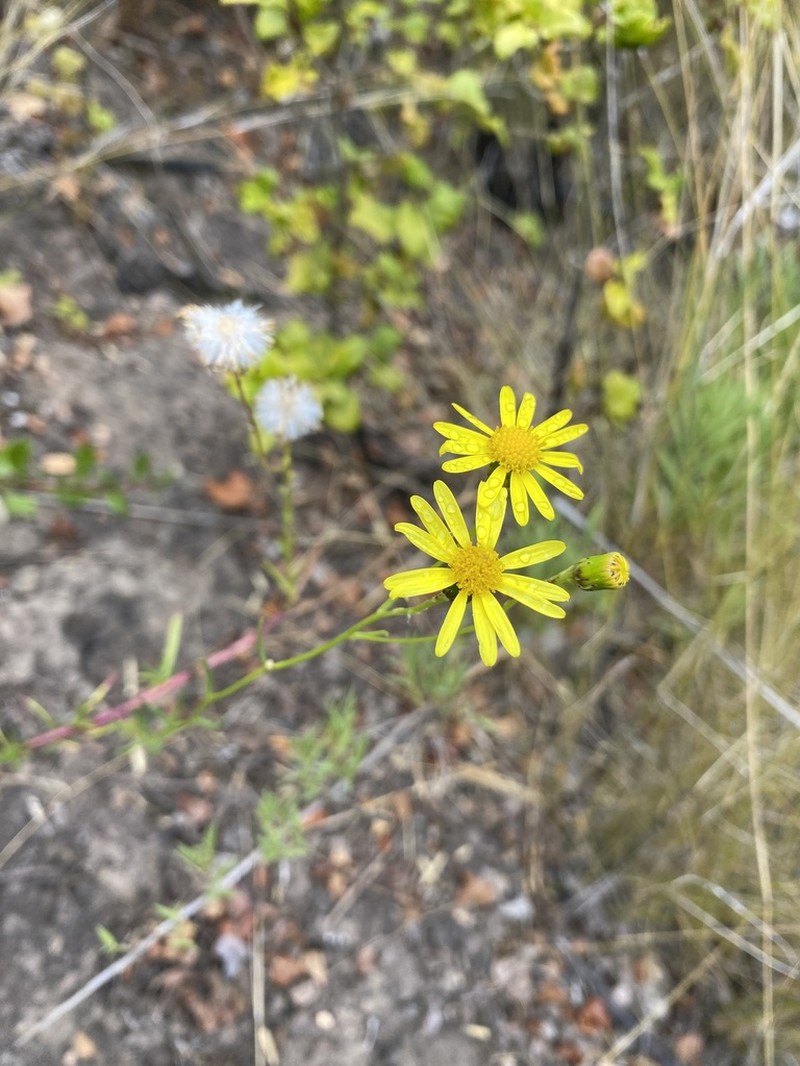 Senecio farinifer photo 6