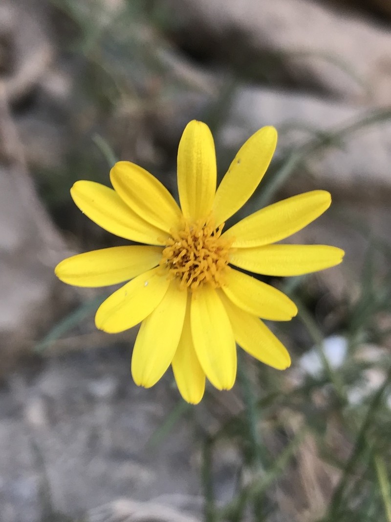 Senecio farinifer photo 7
