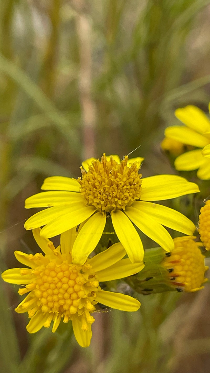 Senecio farinifer photo 8