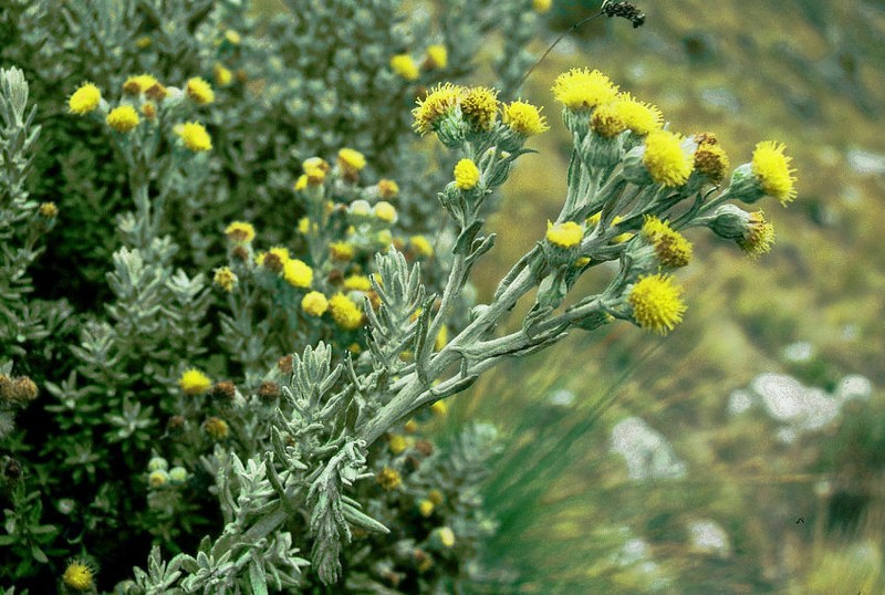 Senecio featherstonei
