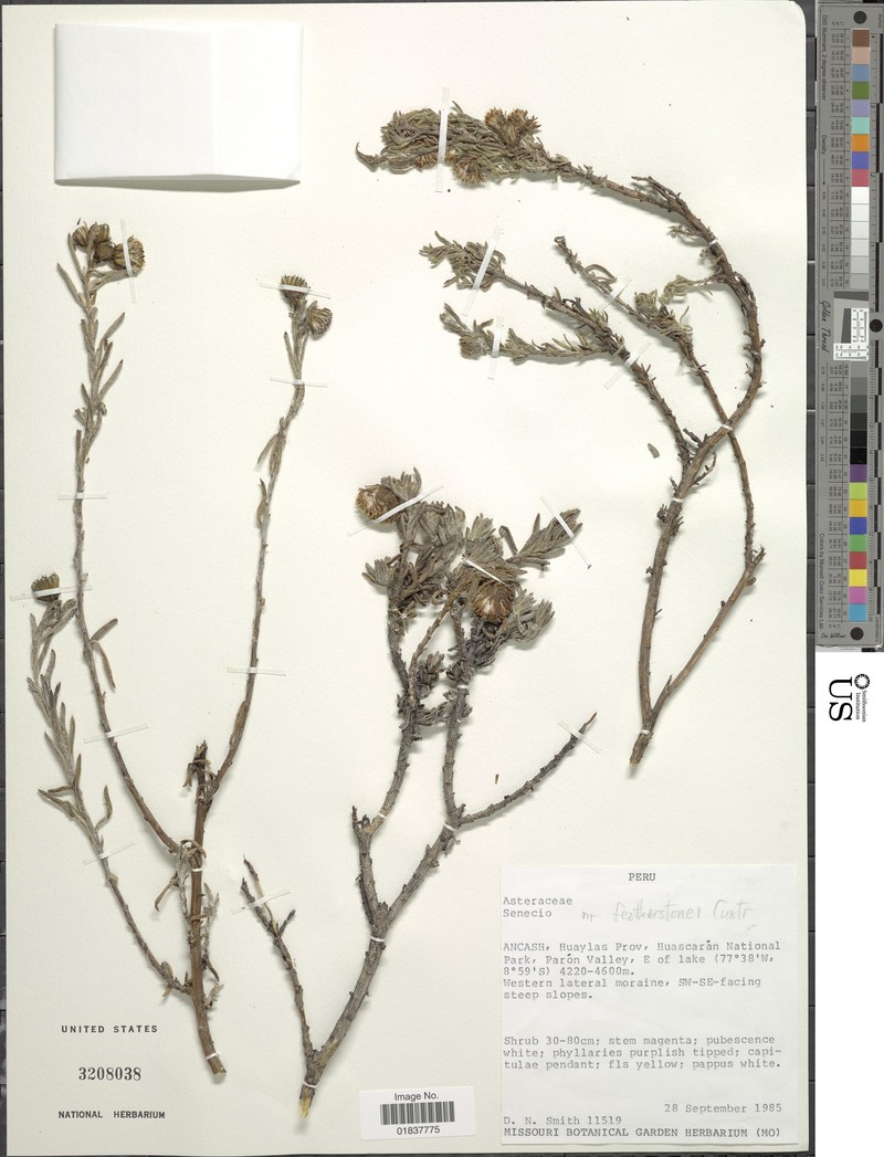 Senecio featherstonei photo 2