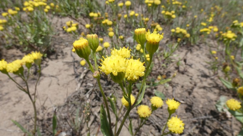 Senecio fernandinus
