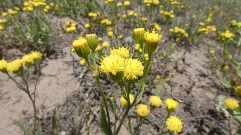 Senecio fernandinus photo 2