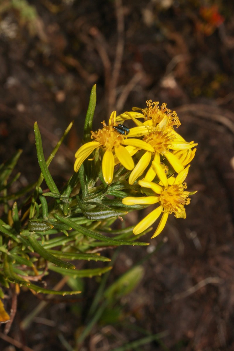 Senecio ferreyrae