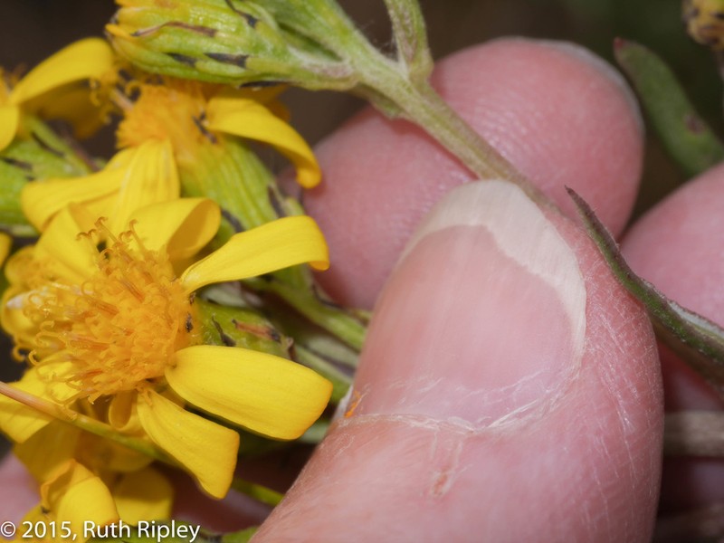 Senecio ferreyrae photo 2