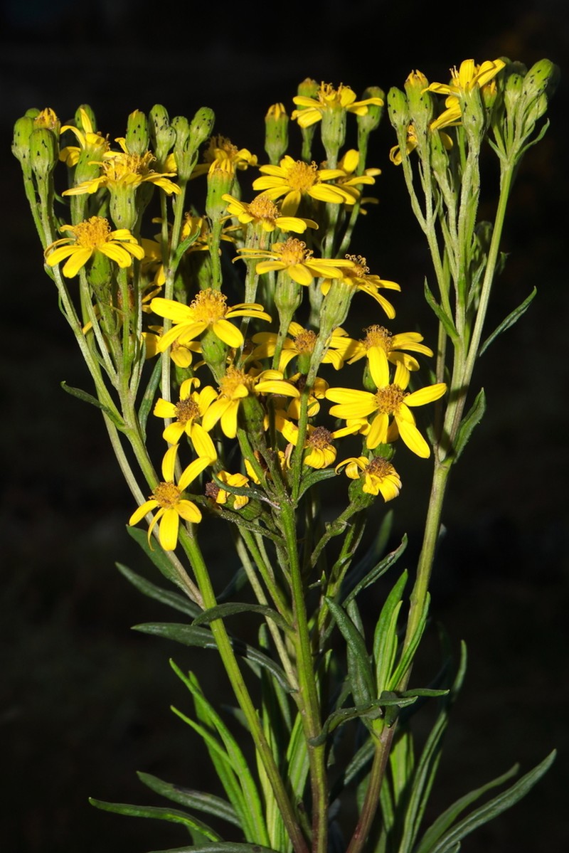 Senecio ferreyrae photo 3