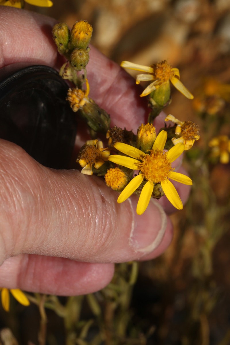 Senecio ferreyrae photo 4