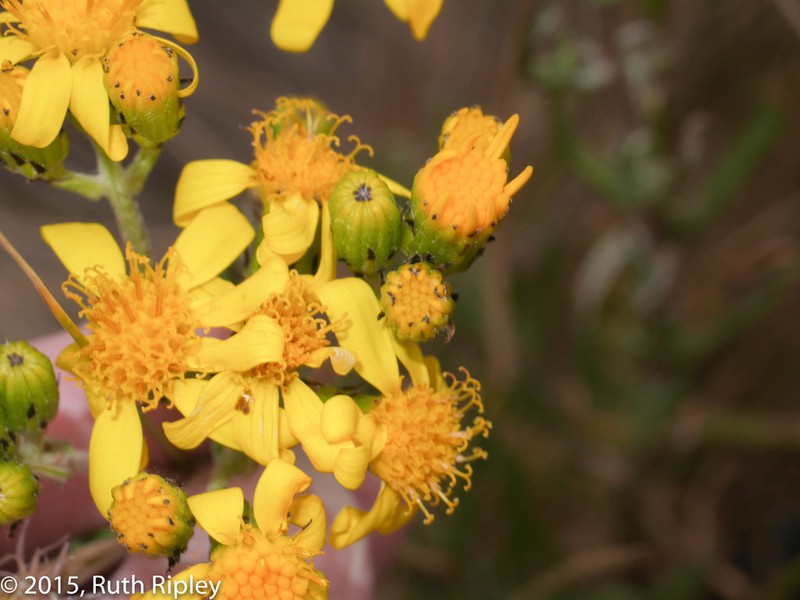 Senecio ferreyrae photo 5