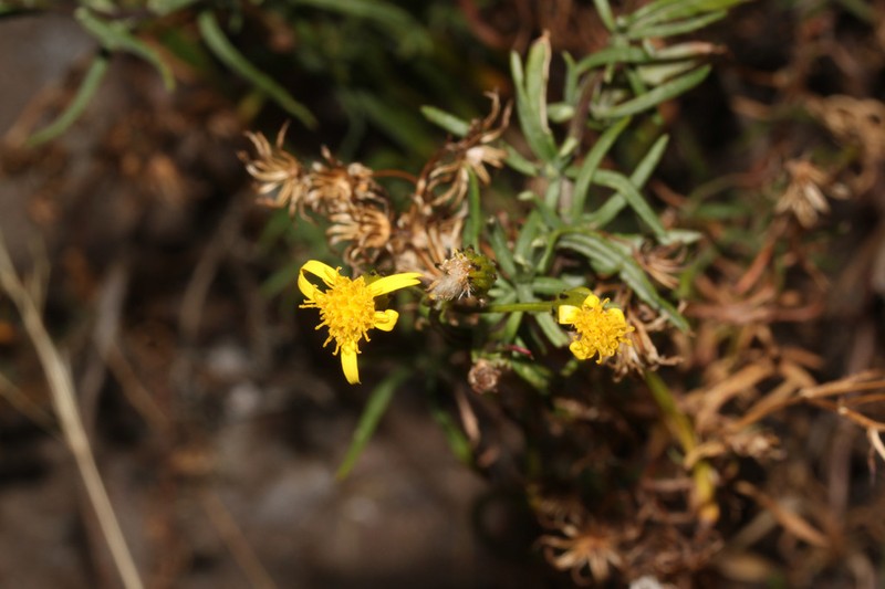 Senecio ferreyrae photo 6