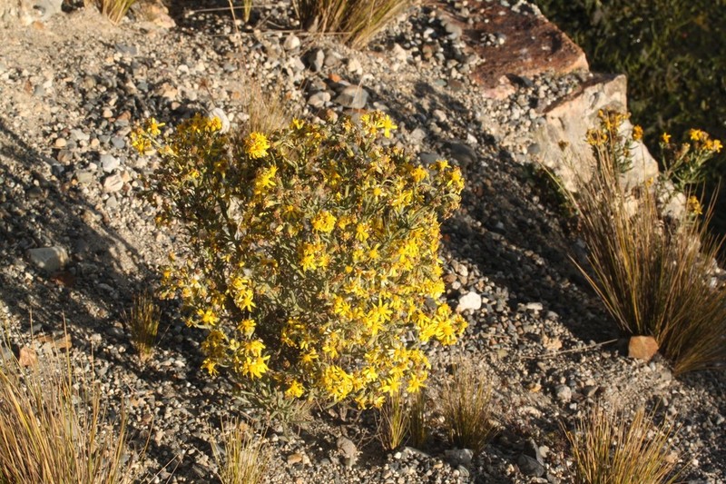 Senecio ferreyrae photo 7