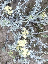 Senecio filaginoides