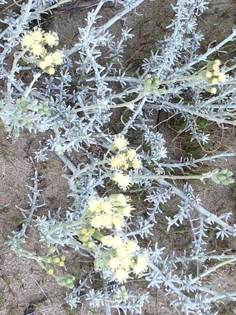 Senecio filaginoides
