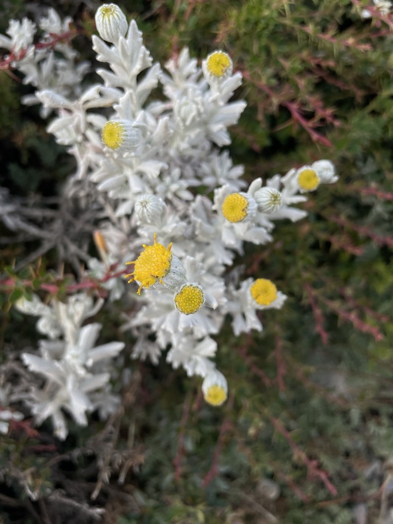 Senecio filaginoides photo 2