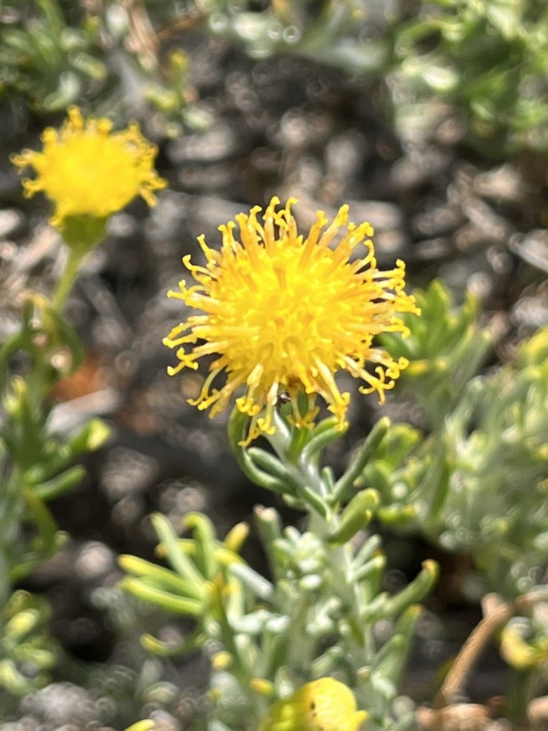 Senecio filaginoides photo 3