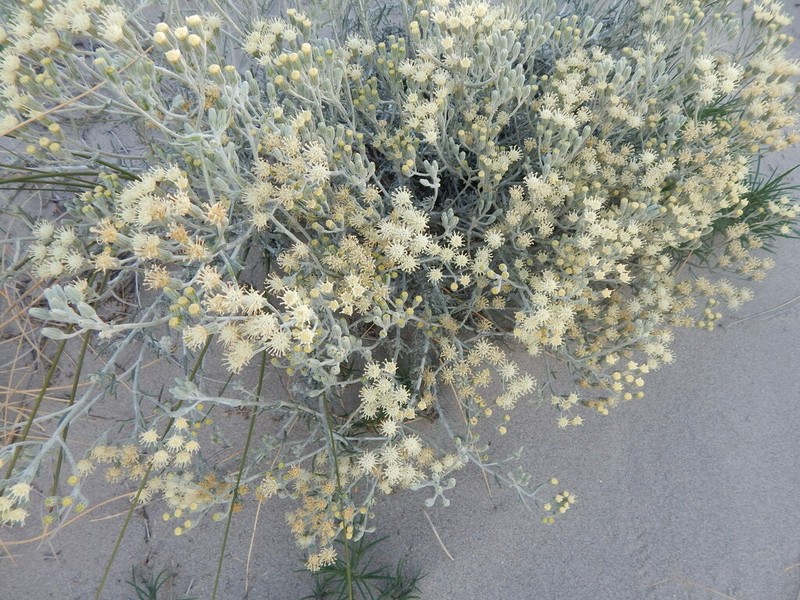 Senecio filaginoides photo 4