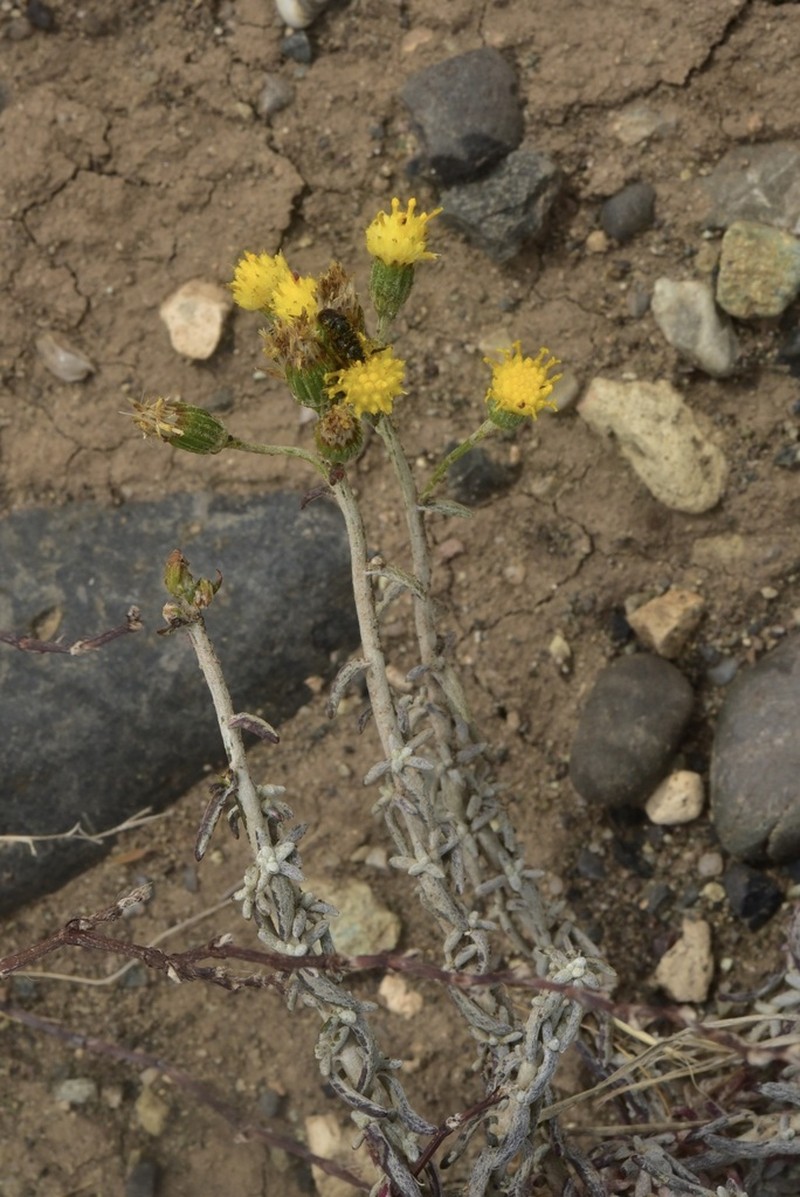 Senecio filaginoides photo 5