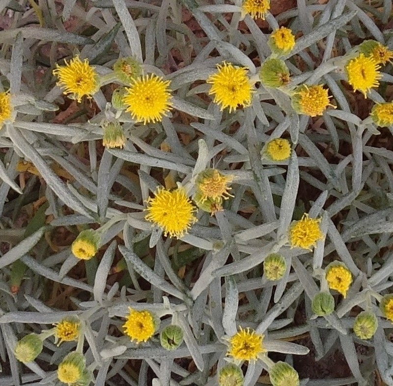 Senecio filaginoides photo 6
