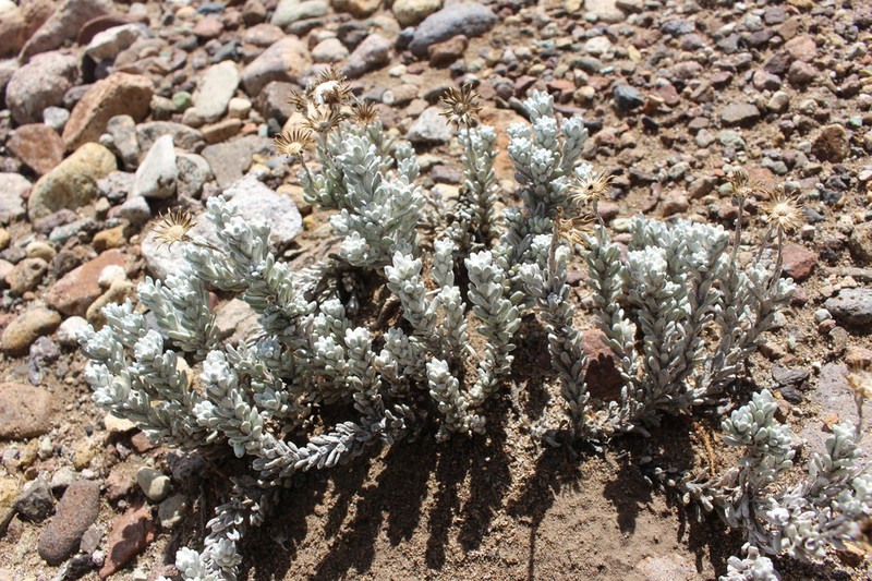 Senecio filaginoides photo 7