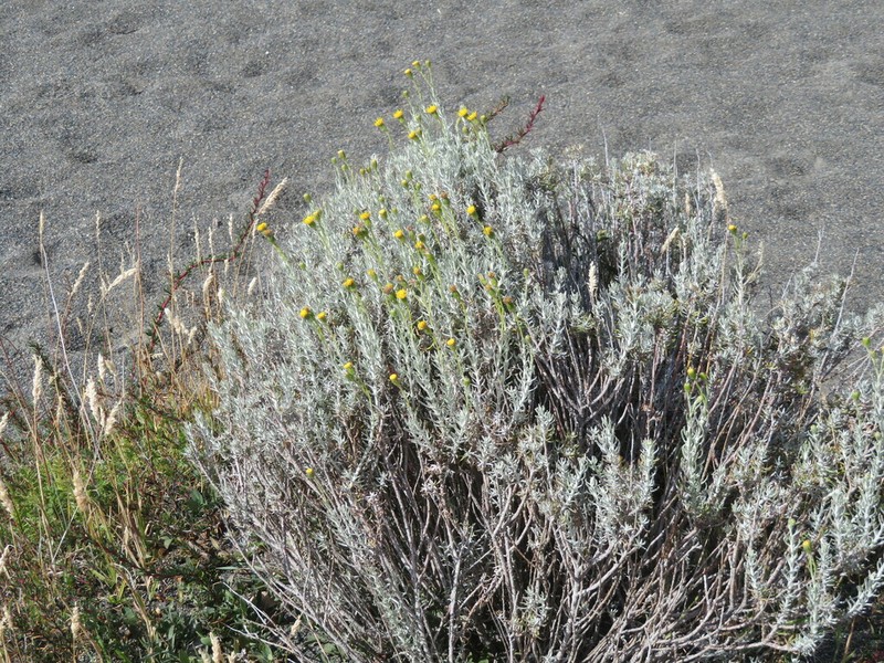 Senecio filaginoides photo 8