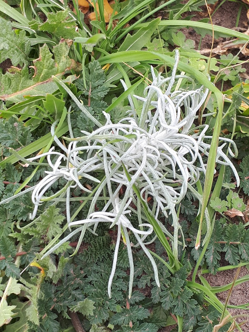 Senecio filaginoides var. filaginoides