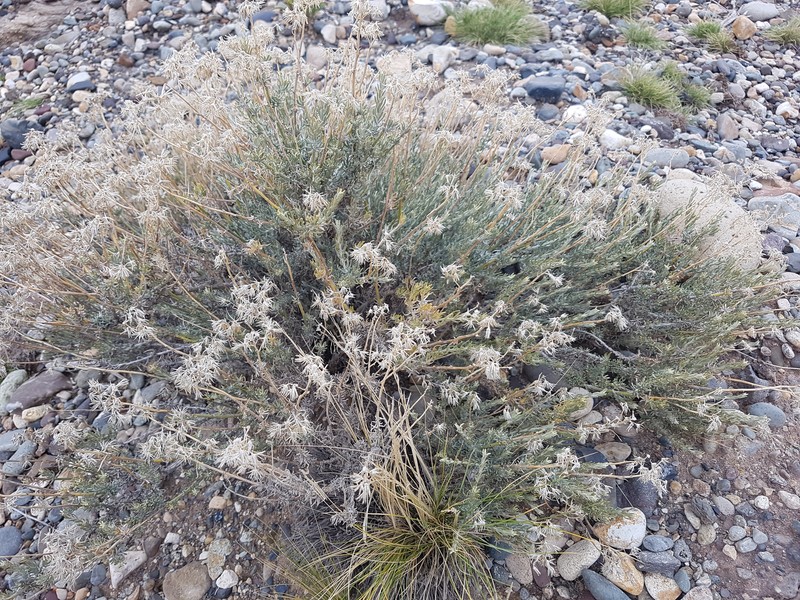 Senecio filaginoides var. lobulatus