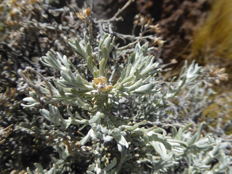 Senecio filaginoides var. lobulatus photo 2