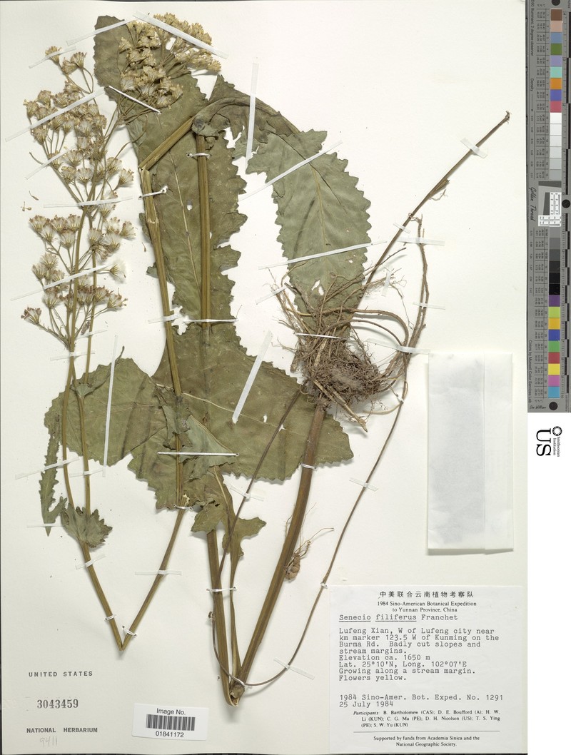 Senecio filiferus