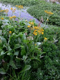Senecio fistulosus