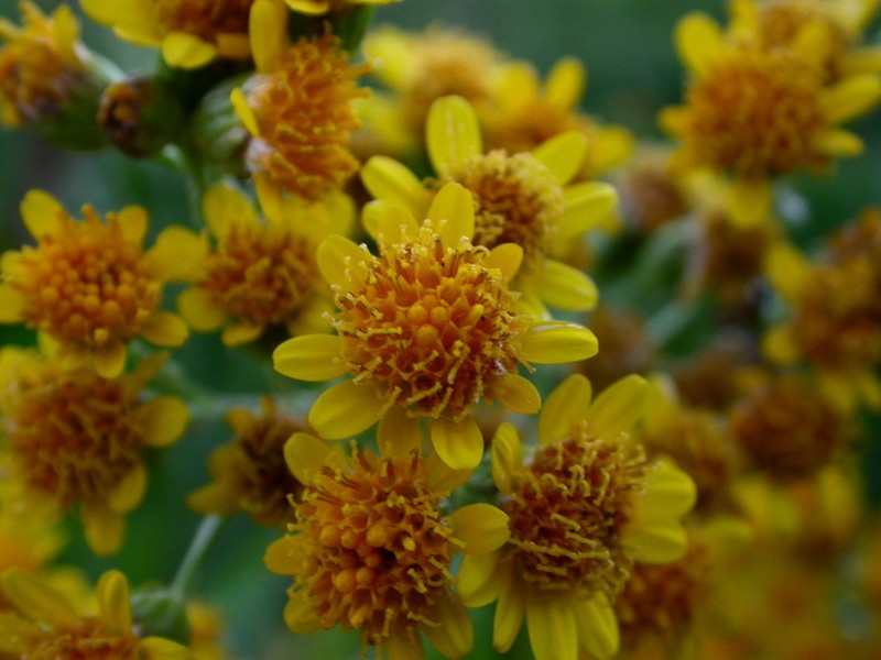 Senecio fistulosus photo 2