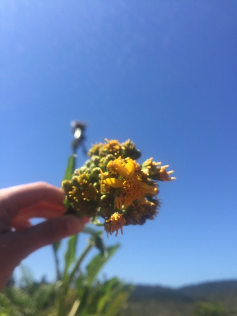 Senecio fistulosus photo 3